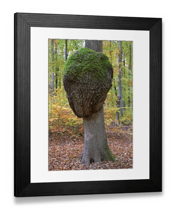 Framed Print : Oak (Quercus), tree trunk with a growth