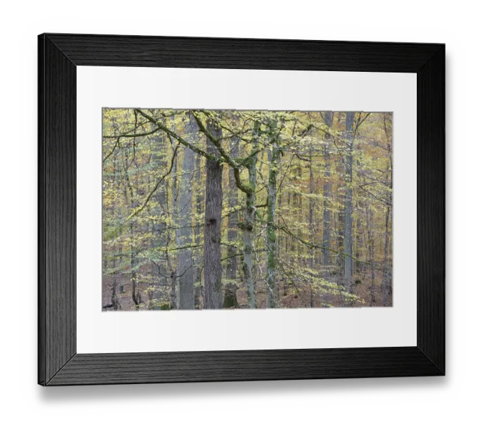 Framed Print : View into the autumnal deciduous forest
