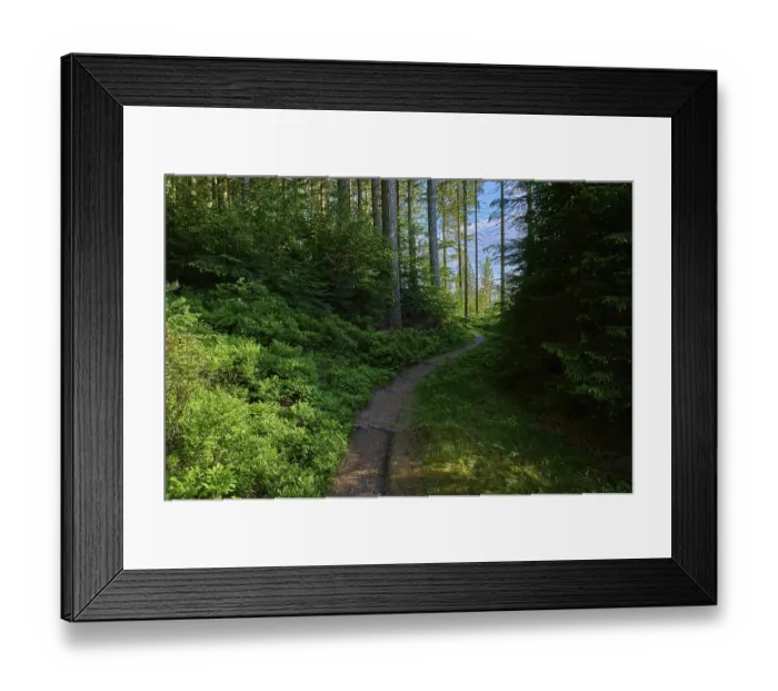Framed Print : Coniferous forest, path, blueberry bush Framed Print : Coniferous forest, path, blueberry bush