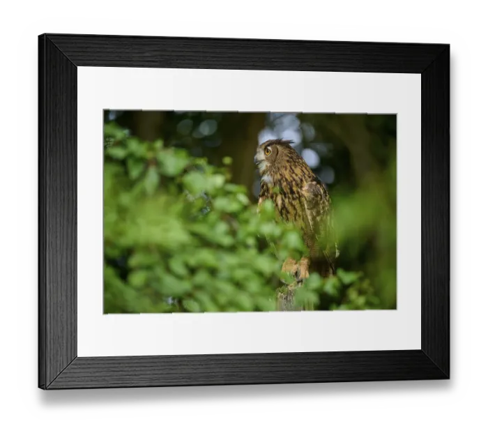 Framed Print : Eurasian eagle-owl (Bubo bubo) Framed Print : Eurasian eagle-owl (Bubo bubo)