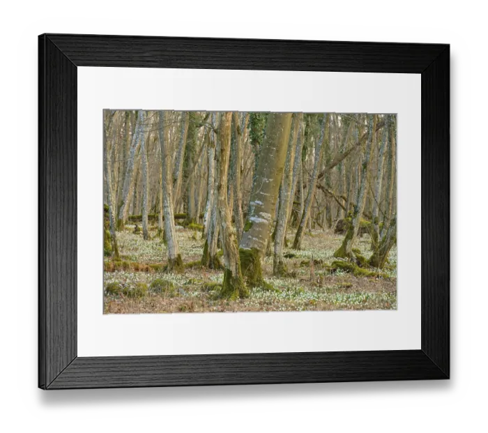 Framed Print : A forest with leaning trees and a dense layer of spring knotweed (Leucojum vernum)