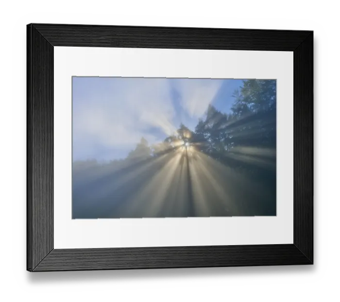 Framed Print : Sunbeams penetrate the trees in a misty forest under a blue sky