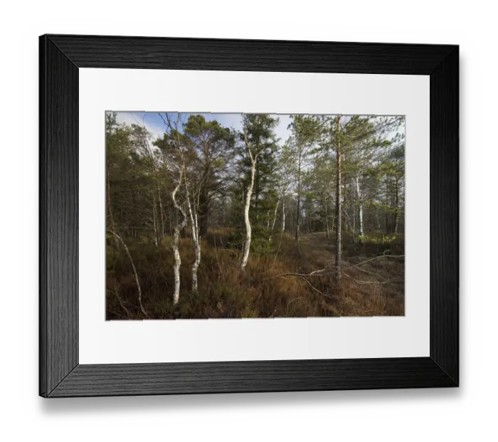 Framed Print : Marsh, Walchensee, Tyrol, Austria, Europe