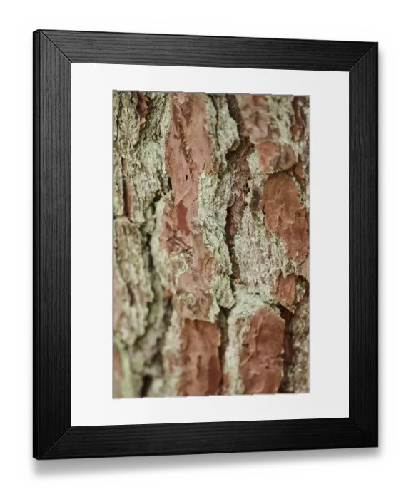 Framed Print : Scots pine (Pinus sylvestris) bork