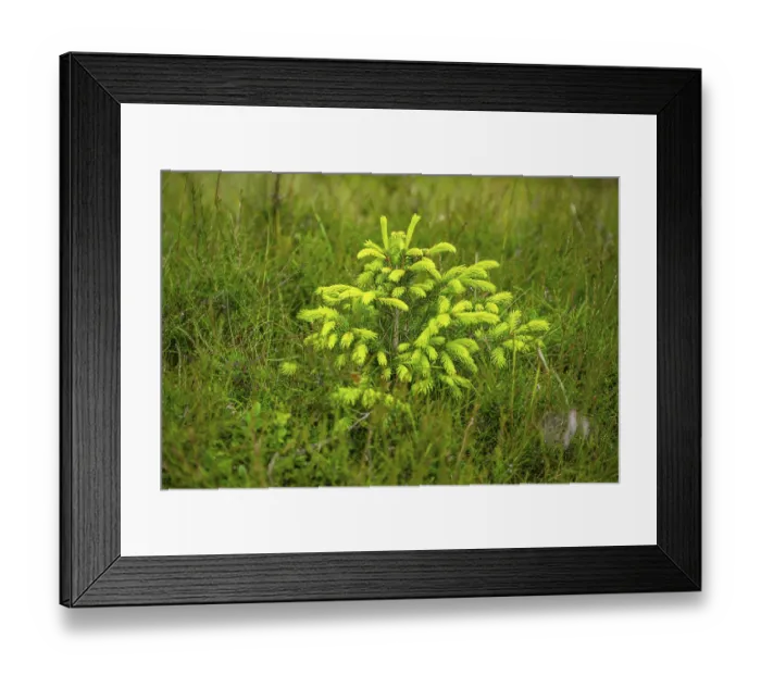 Framed Print : Norway spruce (Picea abies) tree growing in a forest Framed Print : Norway spruce (Picea abies) tree growing in a forest