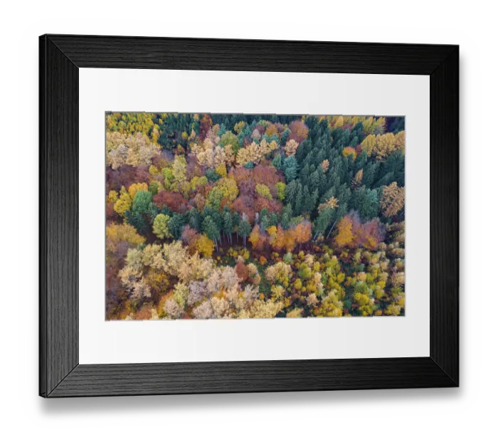 Framed Print : Autumn coloured mixed forest, aerial photo Framed Print : Autumn coloured mixed forest, aerial photo