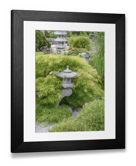 Framed Print : Japanese Garden, Green Slotted Maple (Acer palmatum Dissectum')