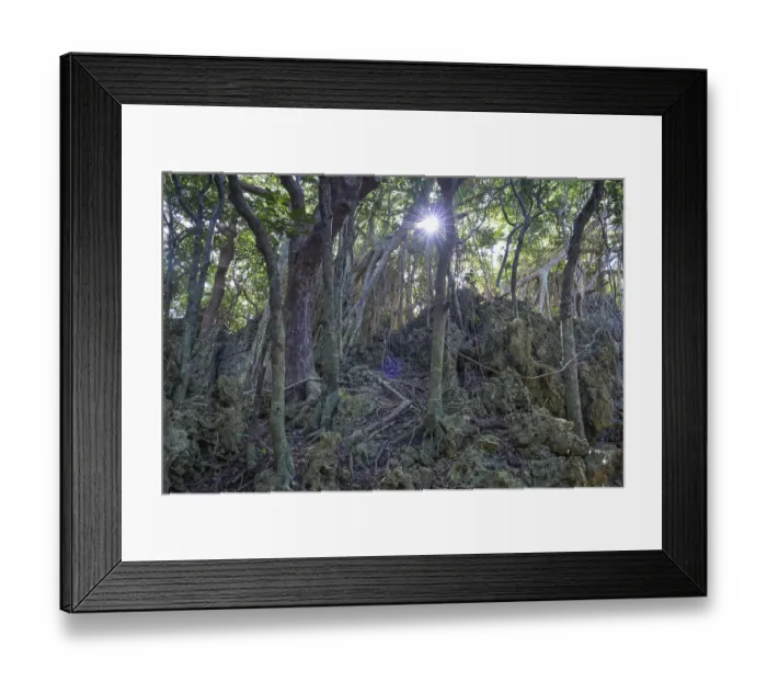 Framed Print : Aerial roots of the banyan fig