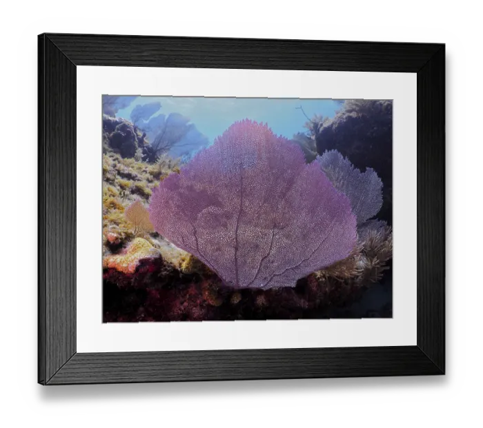 Framed Print : Common sea fan (Gorgonia ventalina)