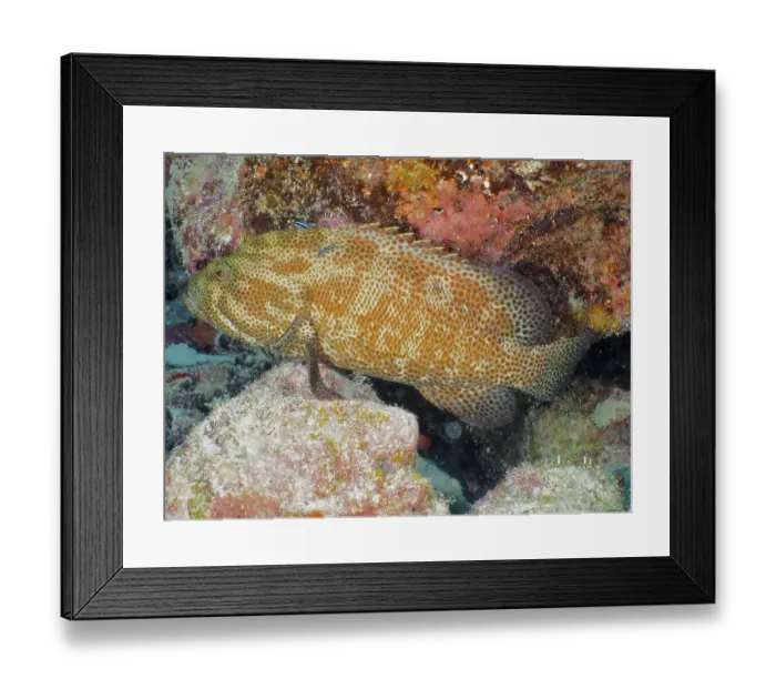 Framed Print : Caribbean grouper (Cephalopholis cruentata) at cleaning station Framed Print : Caribbean grouper (Cephalopholis cruentata) at cleaning station