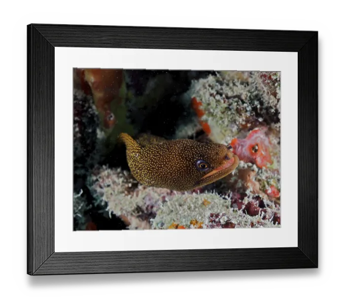 Framed Print : Golden-tailed moray eel (Gymnothorax miliaris) Framed Print : Golden-tailed moray eel (Gymnothorax miliaris)