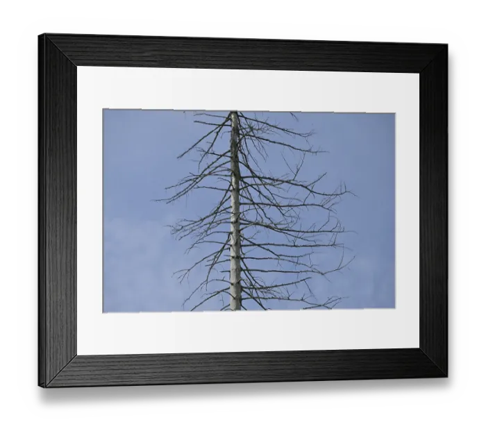 Framed Print : Dead coniferous forest, Hohe Wurzel
