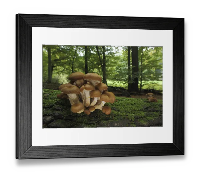 Framed Print : Honey fungus (Armillaria mellea)