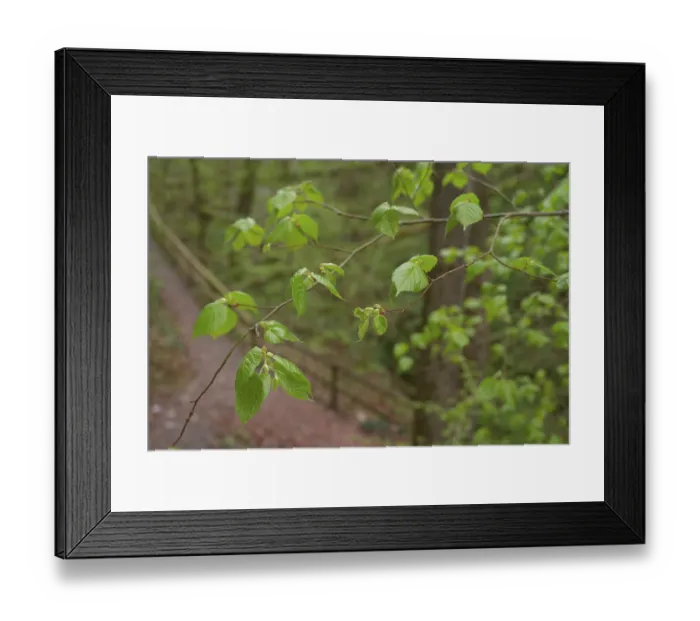 Framed Print : Fresh lime leaves in the ravine forest