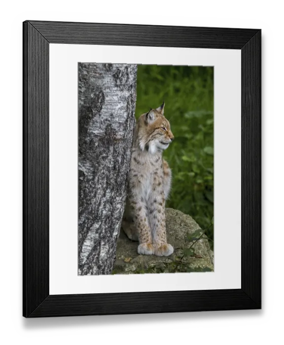 Framed Print : Eurasian lynx (Lynx lynx) resting on rock next to birch tree in forest Framed Print : Eurasian lynx (Lynx lynx) resting on rock next to birch tree in forest