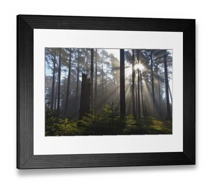 Framed Print : Spruce forest, Lower Saxony, Germany, Europe