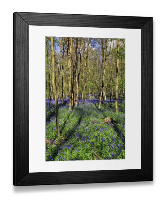 Framed Print : Common bluebell (Hyacinthoides non-scripta) Framed Print : Common bluebell (Hyacinthoides non-scripta)