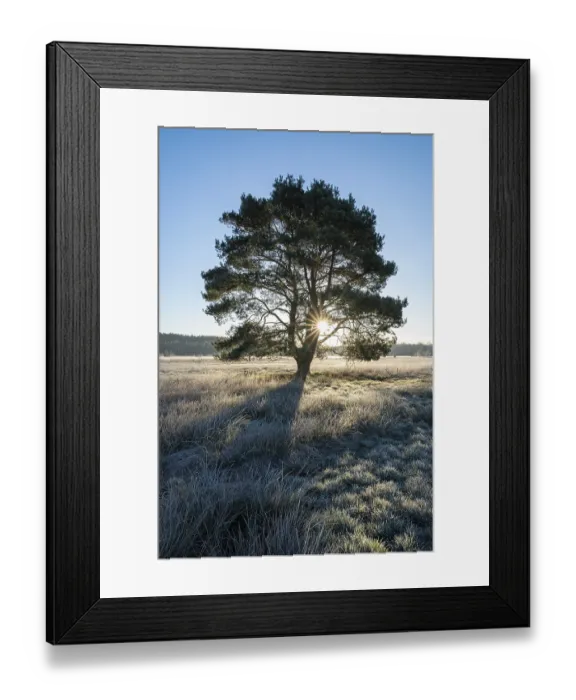 Framed Print : Scots pine (Pinus sylvestris), standing in a meadow