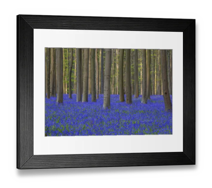 Framed Print : Blue flowering bluebells (Hyacinthoides non-scripta) in the copper beech (Fagus sylvatica) forest Framed Print : Blue flowering bluebells (Hyacinthoides non-scripta) in the copper beech (Fagus sylvatica) forest