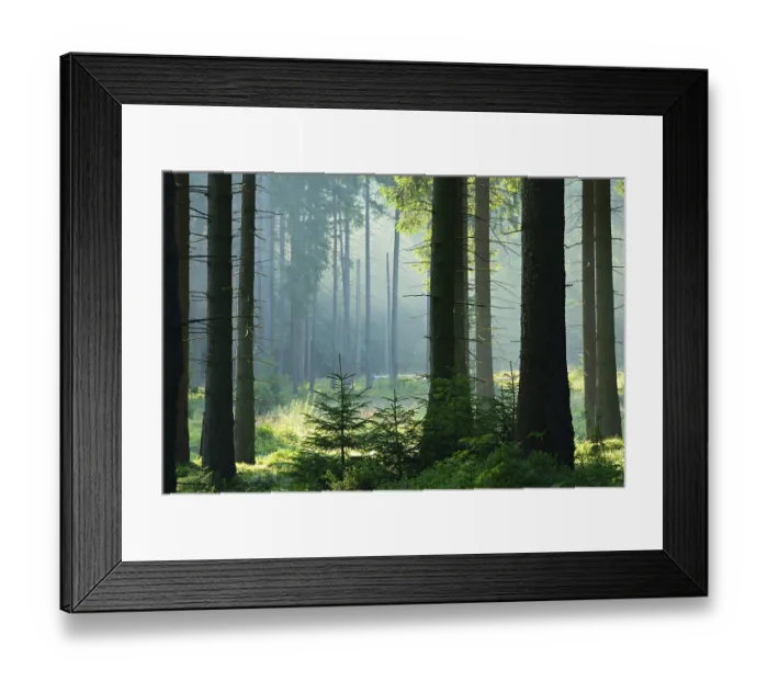 Framed Print : Sun shines through natural spruce forest with morning fog