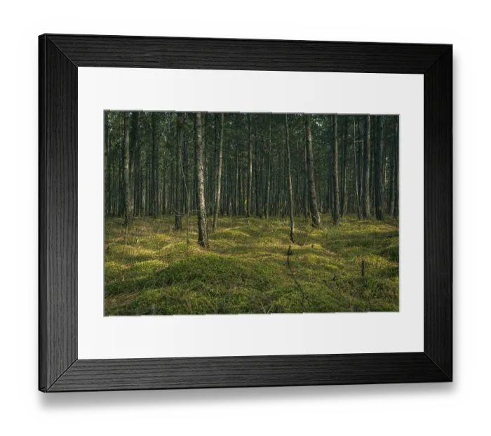 Framed Print : Forest in autumn, Lower Austria, Austria, Europe