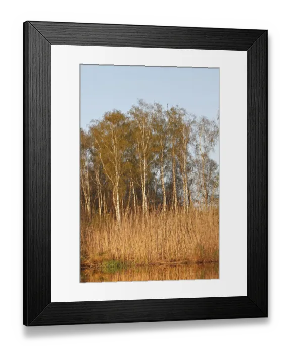 Framed Print : Evening mood on the river, birch forest on the banks of the Peene Framed Print : Evening mood on the river, birch forest on the banks of the Peene