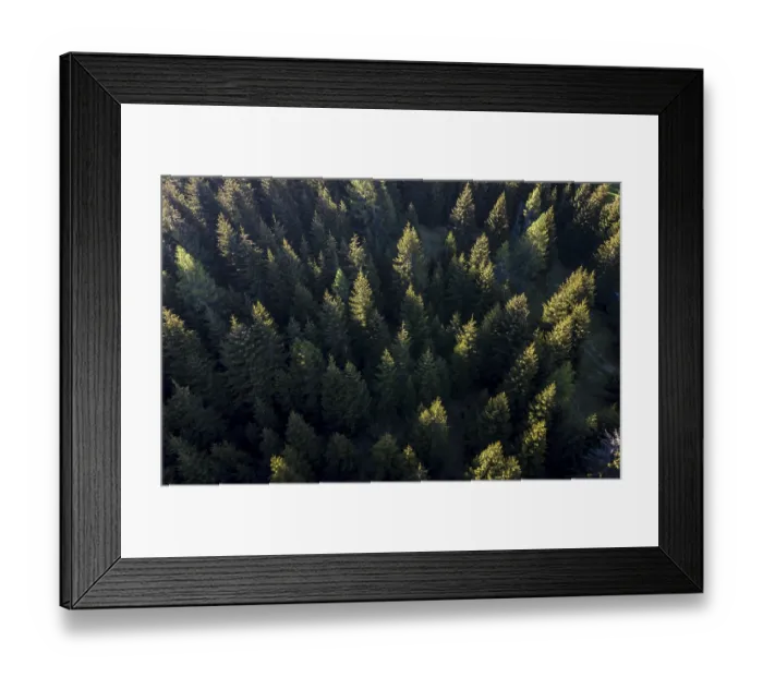 Framed Print : Coniferous forest from above, aerial view Framed Print : Coniferous forest from above, aerial view