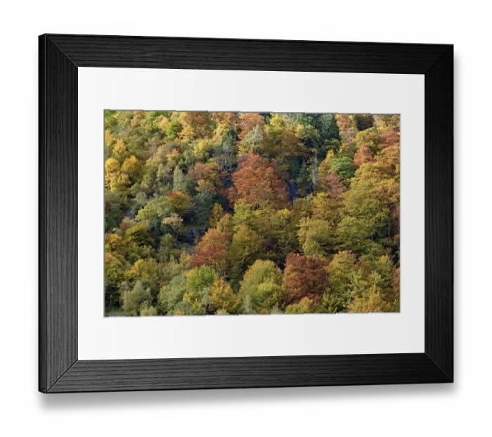 Framed Print : Mixed deciduous forest on the mountain slope with autumn colouring