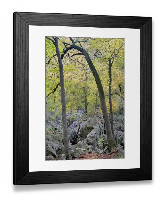 Framed Print : Scurrile grown Common beeches (Fagus sylvatica) at the edge of the rugged rocky landscape