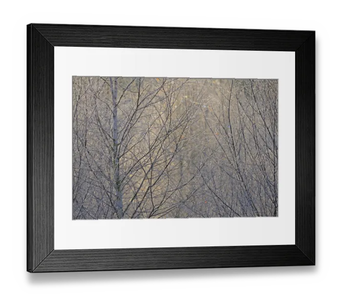 Framed Print : Birches (Betula), ice crystals shine in rainbow colours on branches and twigs Framed Print : Birches (Betula), ice crystals shine in rainbow colours on branches and twigs