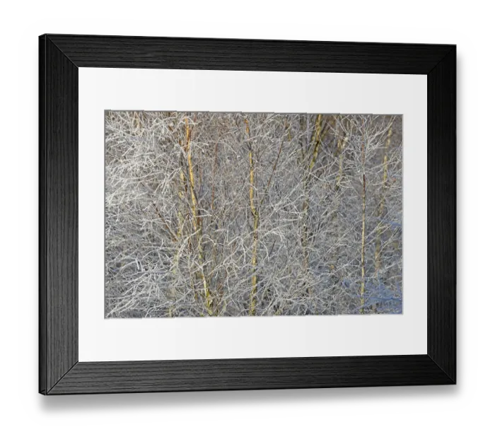 Framed Print : Birches (Betula), branches and twigs with hoarfrost Framed Print : Birches (Betula), branches and twigs with hoarfrost