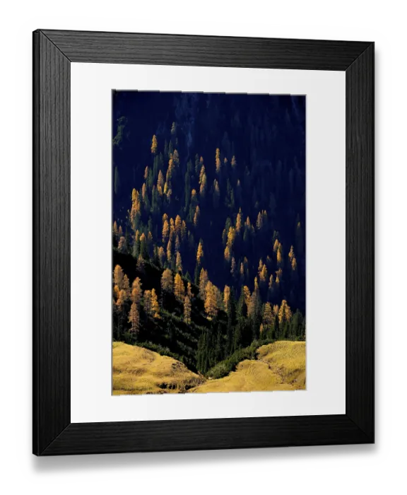 Framed Print : Mountain forest of firs with autumnal larches Framed Print : Mountain forest of firs with autumnal larches