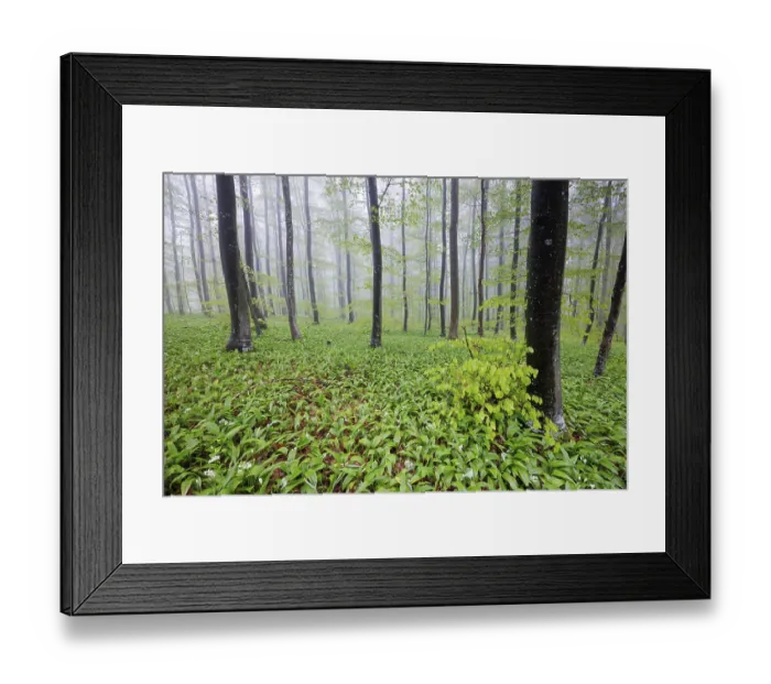 Framed Print : A misty forest with densely grown wild garlic (Allium ursinum) and tall trees creating a calm and peaceful atmosphere Framed Print : A misty forest with densely grown wild garlic (Allium ursinum) and tall trees creating a calm and peaceful atmosphere