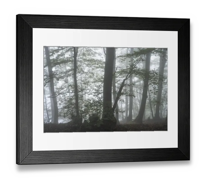 Framed Print : Forest on a slope in the fog in autumn Framed Print : Forest on a slope in the fog in autumn