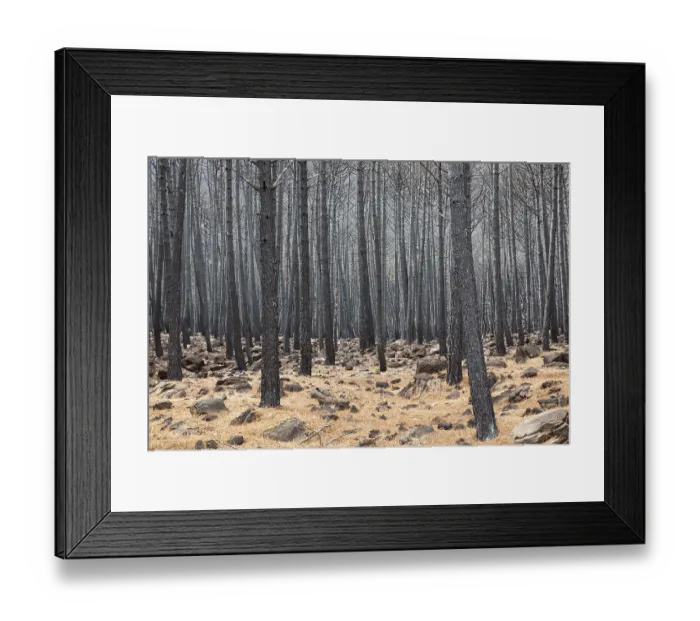 Framed Print : Burned Stone or Umbrella Pines (Pinus pinea) after a forest fire Framed Print : Burned Stone or Umbrella Pines (Pinus pinea) after a forest fire