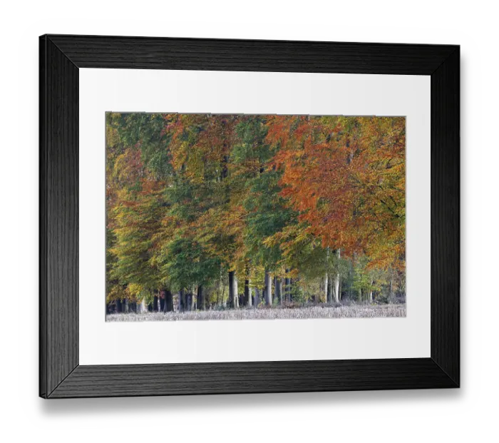 Framed Print : Common beeches (Fagus sylvatica) in autumn Framed Print : Common beeches (Fagus sylvatica) in autumn