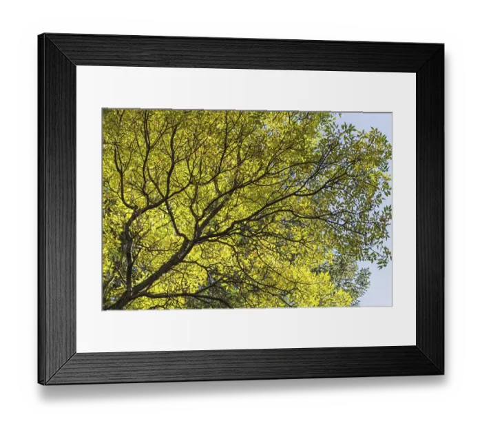 Framed Print : Green tree branch in the botanical garden