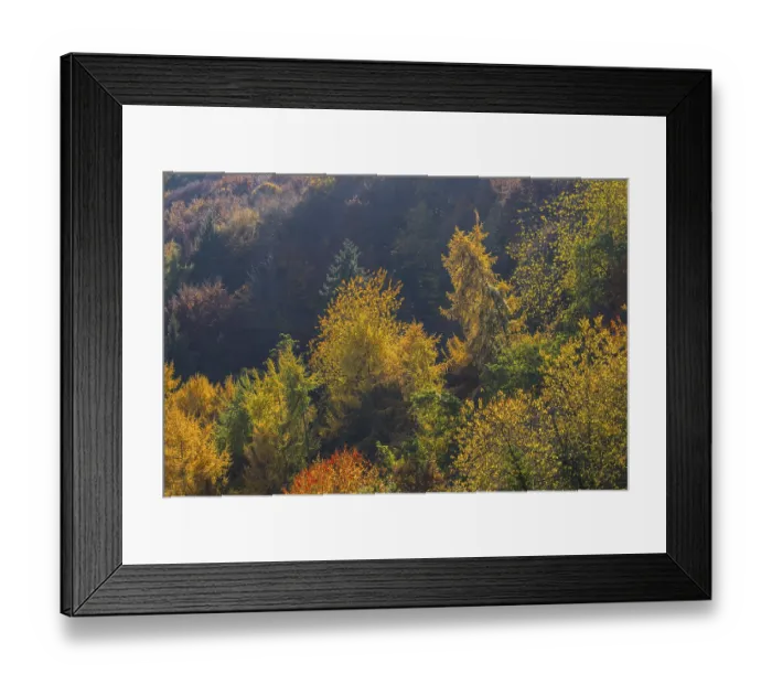 Framed Print : Autumnal mixed forest, Ahr valley