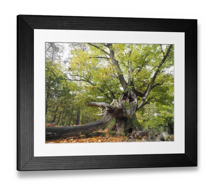 Framed Print : Old hute beech in autumn, Kellerwald