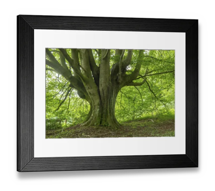 Framed Print : Old beech ( Fagus sylvatica) in fresh green