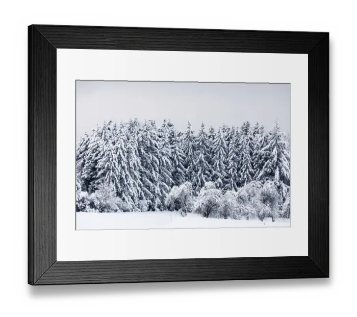 Framed Print : Spruce forest, spruce (Picea), pine (Pinaceae)