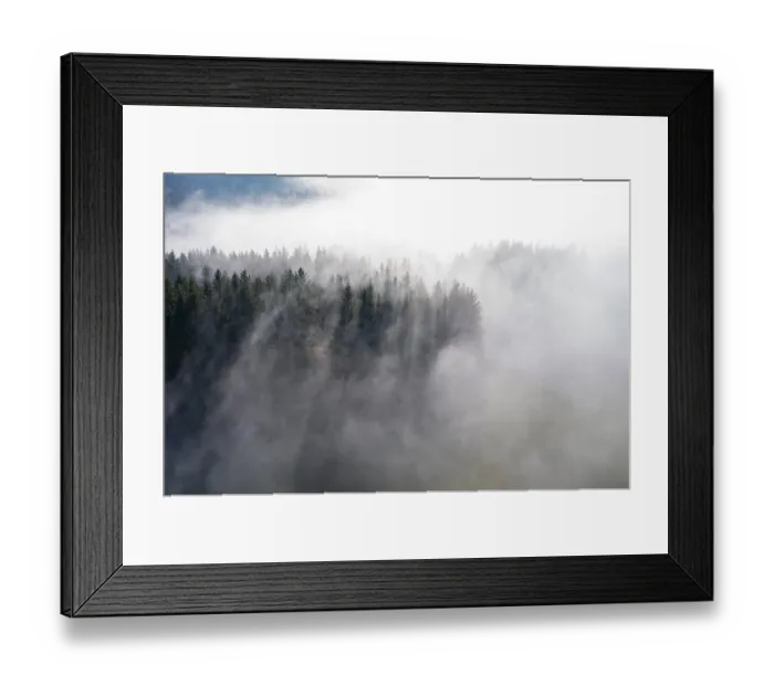 Framed Print : Drone shot, coniferous forest rising from ground fog