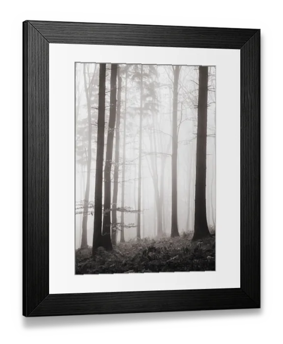 Framed Print : Forest in the morning mist in autumn Framed Print : Forest in the morning mist in autumn