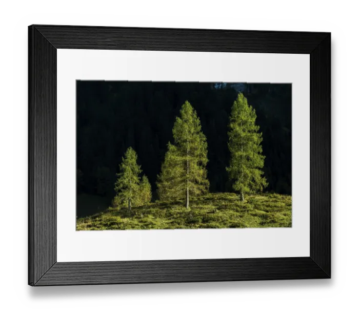 Framed Print : Fir trees in sidelight, Engtal
