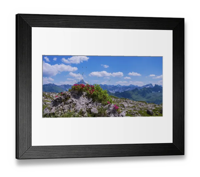 Framed Print : Alpine rose blossom, rhododendron