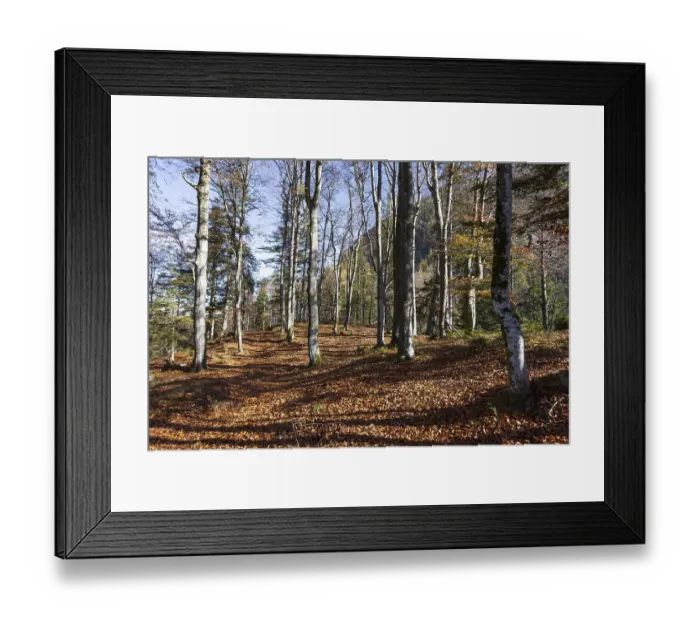 Framed Print : Beech forest on the hiking trail to Schwarzer Berg Framed Print : Beech forest on the hiking trail to Schwarzer Berg