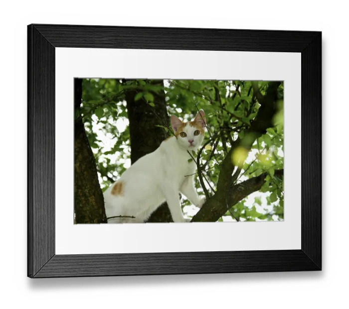 Framed Print : Cat, Turkish Van, domestic cat, in tree