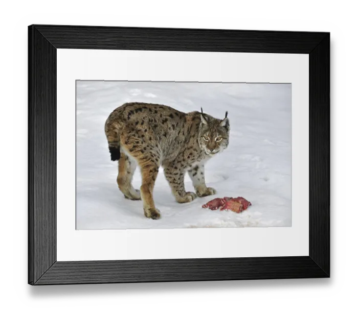 Framed Print : Eurasian lynx (Lynx lynx) eating meat in the snow in winter Framed Print : Eurasian lynx (Lynx lynx) eating meat in the snow in winter