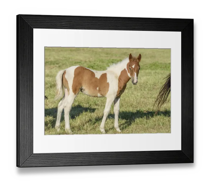 Framed Print : Pony in a pasture in the countryside