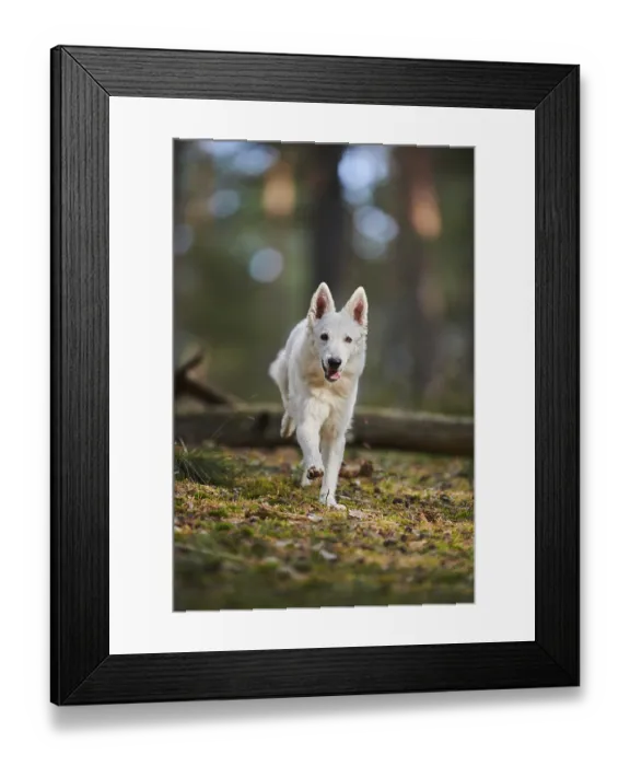 Framed Print : White Swiss Shepherd Dog (Berger Blanc Suisse)